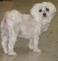 Mollie picture